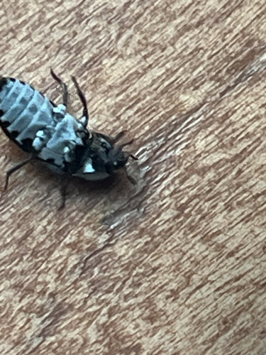 Dermestesa Frischiego — Bild 2