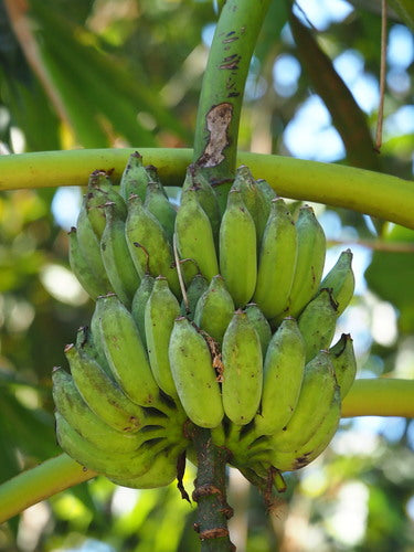 Banan deserowy — Bild 5