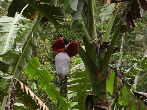Banan deserowy — Bild 2