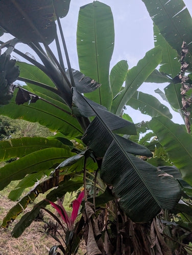 Banan deserowy — Bild 4