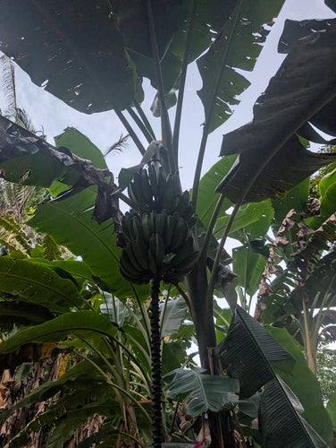 Banan deserowy — Bild 3