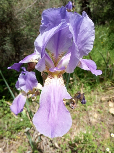 Niemiecki irys — Bild 5
