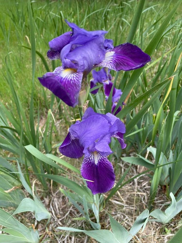 Niemiecki irys — Bild 4