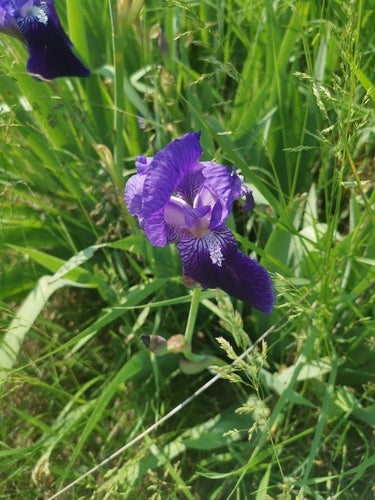 Niemiecki irys — Bild 3