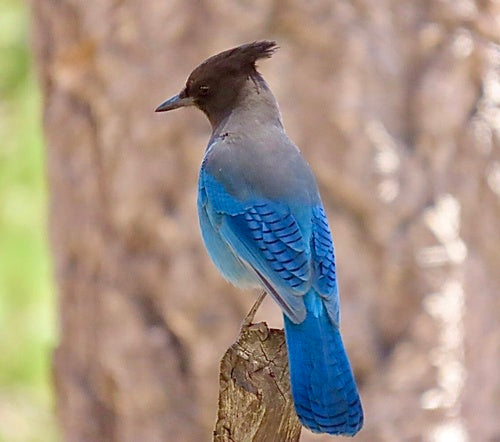 Diademowa sójka — Bild 5
