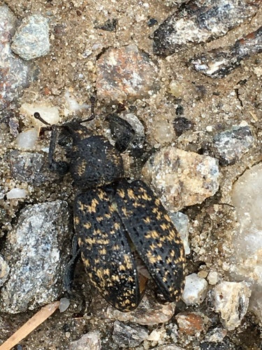Ryjkowiec czarnopyski — Bild 5