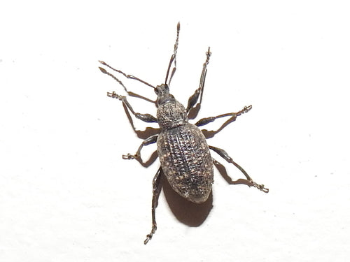 Dickmaulrüssler - Bild 1