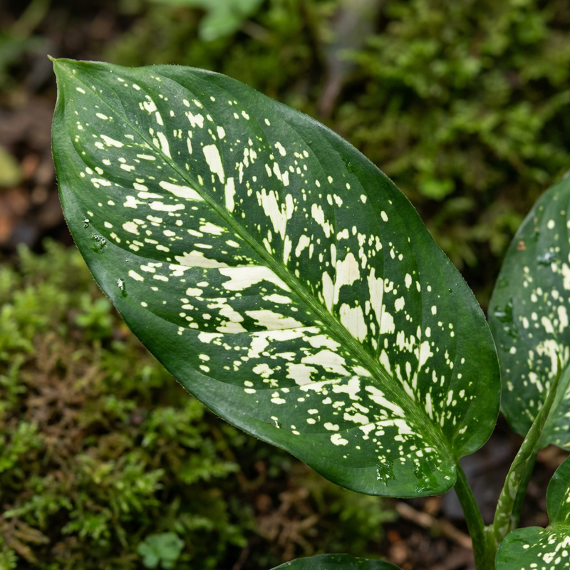 Diefenbachia