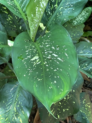 Diefenbachia — Bild 5