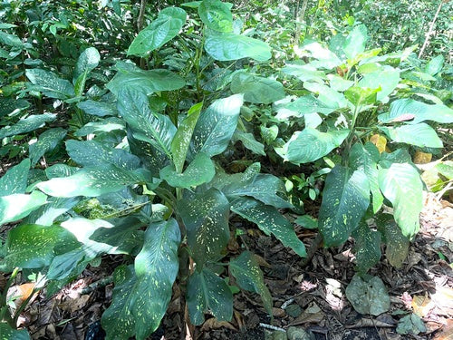 Diefenbachia — Bild 4