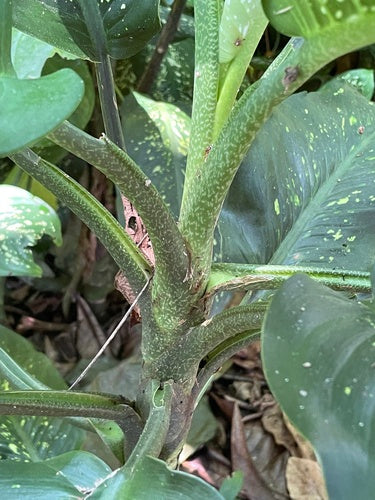 Diefenbachia — Bild 3
