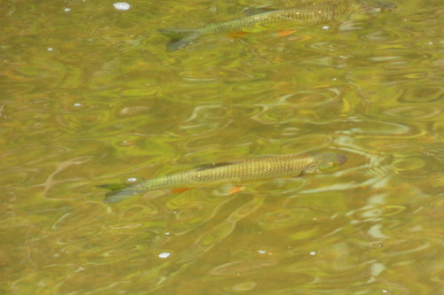 kleń — Bild 3