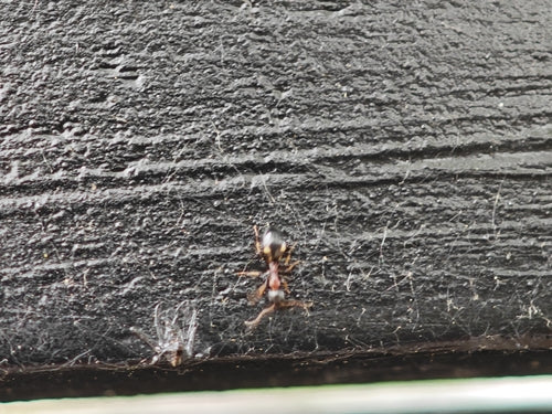 Dolichoderus quadripunctatus — Bild 4