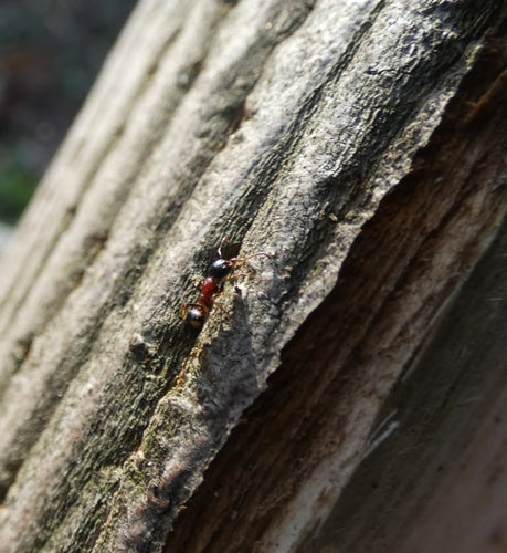 Dolichoderus quadripunctatus — Bild 2