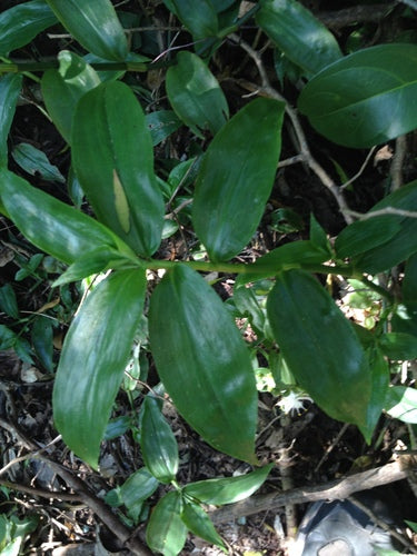 Pająk 'Nanouk' — Bild 4