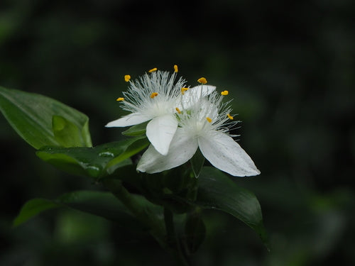Pająk 'Nanouk' — Bild 2