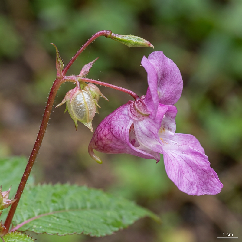 Balsam gruczołowy