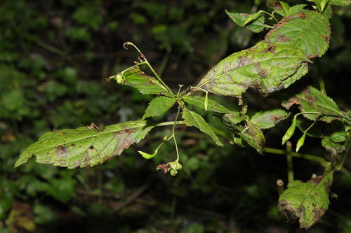 Balsam gruczołowy — Bild 2