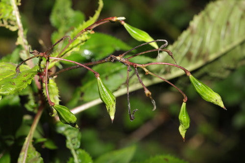 Balsam gruczołowy — Bild 3