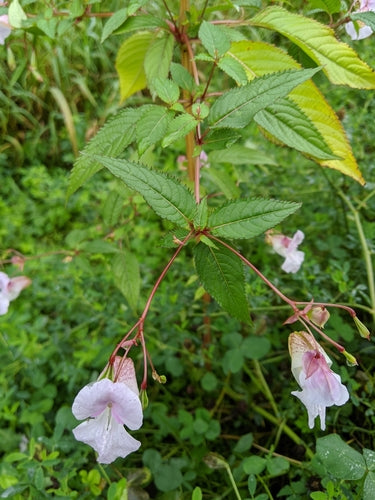 Balsam gruczołowy — Bild 5