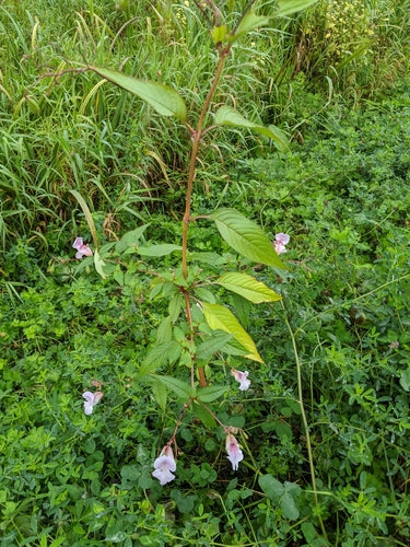 Balsam gruczołowy — Bild 4