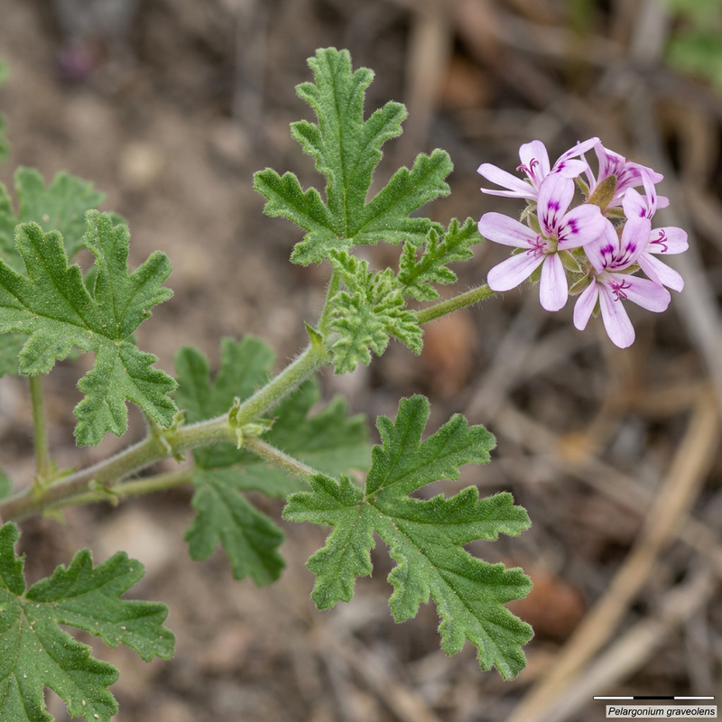 Pachnący geranium