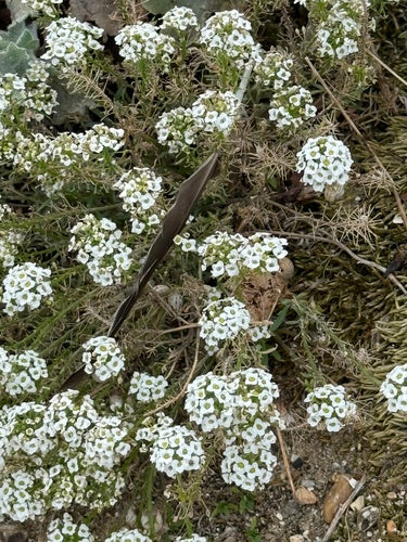 Bogaty w zapach kamieni — Bild 5