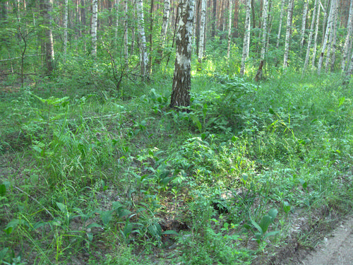 jarzębina — Bild 3
