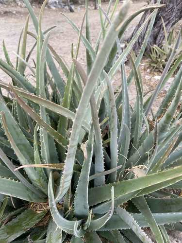 Prawdziwy aloes — Bild 5