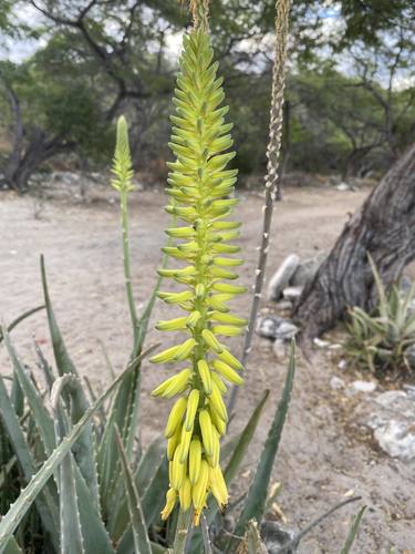 Prawdziwy aloes — Bild 4