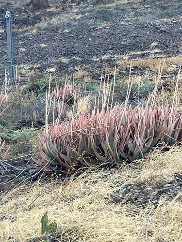 Prawdziwy aloes — Bild 3