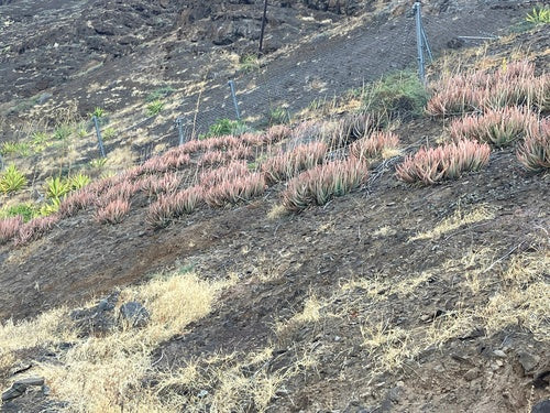 Prawdziwy aloes — Bild 2