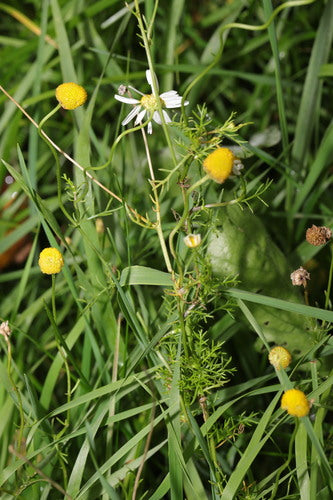 Prawdziwy rumianek — Bild 5