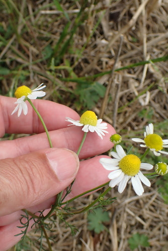 Prawdziwy rumianek — Bild 3