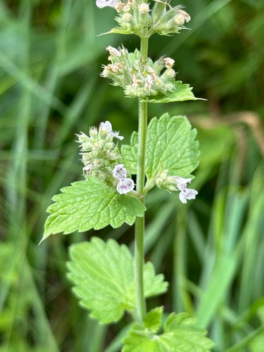 Prawdziwa kocimiętka — Bild 5