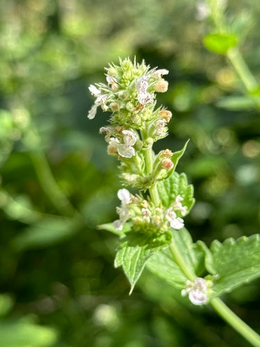 Prawdziwa kocimiętka — Bild 4