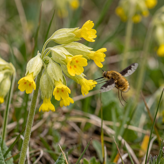Blüte von Echte Schlüsselblume (Primula veris) in Nahaufnahme (KI-generiert)