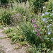Echtes Eisenkraut (Verbena officinalis) in Blüte im naturnahen Garten (KI-generiert)