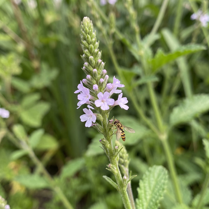 Blüte von Echtes Eisenkraut (Verbena officinalis) in Nahaufnahme (KI-generiert)