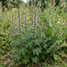 Echtes Herzgespann (Leonurus cardiaca) in Blüte im naturnahen Garten (KI-generiert)