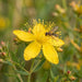 Blüte von Echtes Johanniskraut (Hypericum perforatum) in Nahaufnahme (KI-generiert)