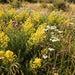 Echtes Labkraut (Galium verum) in Blüte im naturnahen Garten (KI-generiert)