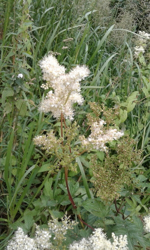 Prawdziwa łąka — Bild 3