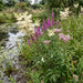 Echtes Mädesüß (Filipendula ulmaria) in Blüte im naturnahen Garten (KI-generiert)
