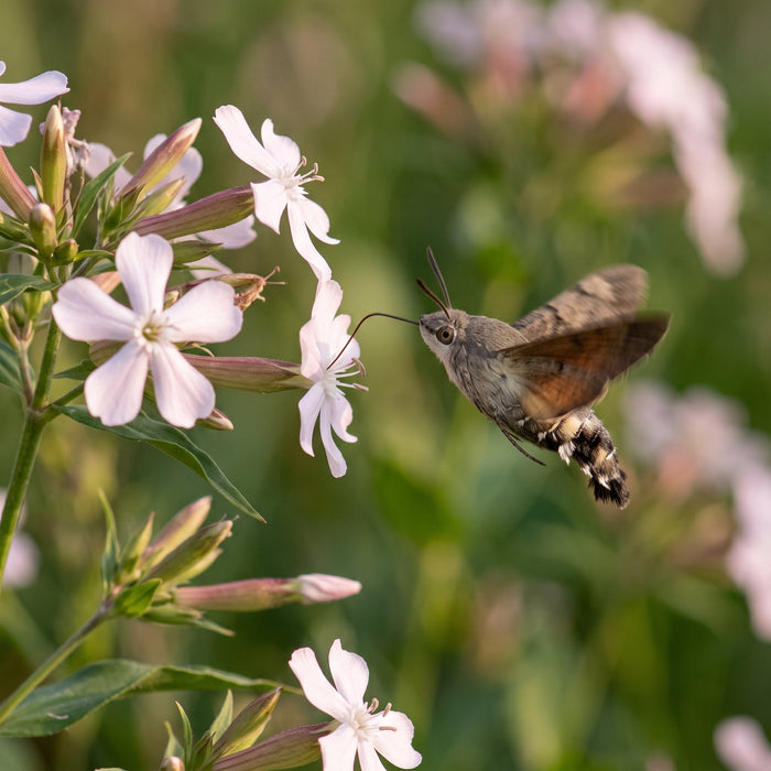 Blüte von Echtes Seifenkraut (Saponaria officinalis) in Nahaufnahme (KI-generiert)