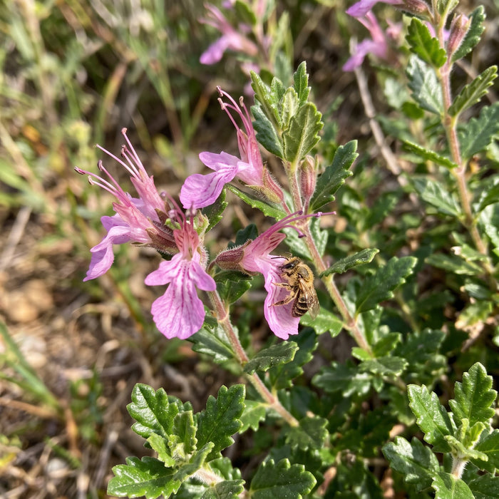 Blüte von Edel-Gamander (Teucrium chamaedrys) in Nahaufnahme (KI-generiert)