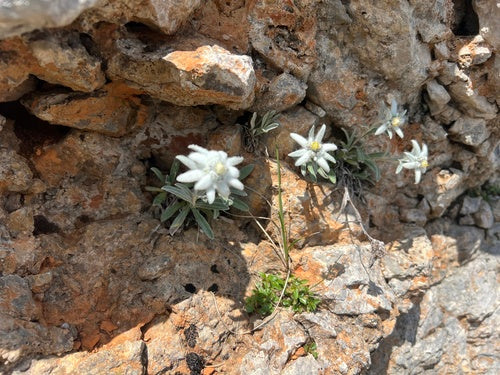 Szarotka — Bild 3