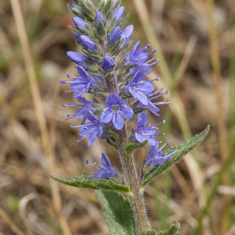 Nagroda Honorowa