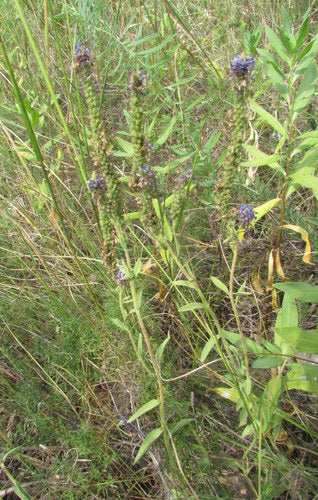Nagroda Honorowa — Bild 2