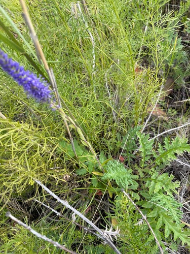 Nagroda Honorowa — Bild 2